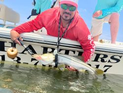 Florida Snook caught, Inshore fishing in tampa bay