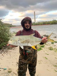 Caught this Crevalle Jack in Tampa Bay