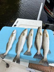 Dive into Trout Fishing Excellence in Florida!