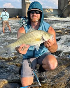 Fishing for White Bass in Payneville, KY