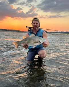 Payneville, KY Hybrid White Bass