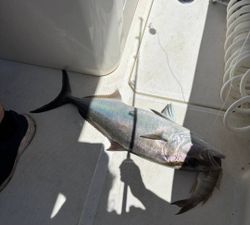 Blue Runner fish caught in Panama City