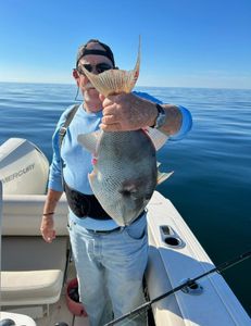 A fisherman caught a grey triggerfish in Florida