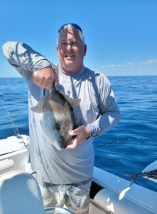 Grey triggerfish caught while fishing in Panama City