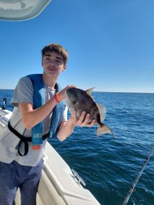 Grey triggerfish caught while fishing in Panama City