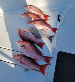Five fish caught while fishing in Panama City