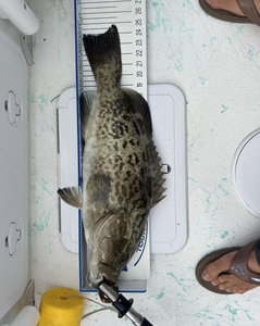 Gag Grouper caught while fishing at Fort Myers Beach