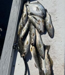 Fresh caught speckled trout arranged on boat deck in Fort Myers Beach FL