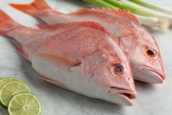 Red Snapper from fishing pole to the table!