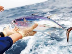 Fun fishing for this amazing Yellowfin Tuna in PR!