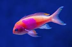 Vibrant Cohoe goldfish showing off those stunning colors!