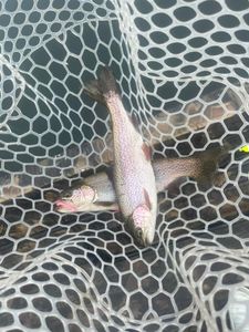 Trophy trout kind of day! 