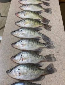 7 white crappie fish caught in Branson