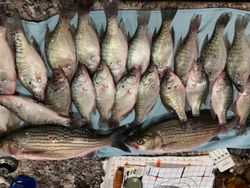 18 striped bass and bluefish caught while fishing in Missouri