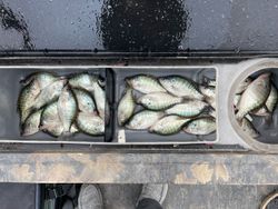 8 white crappie fish caught while fishing in MO