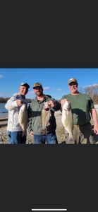 3 big wiper, largemouth bass, and striped bass caught fishing in Branson