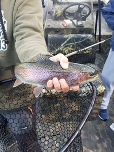 Rainbow trout caught while fishing in Branson