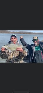 Wiper (Hybrid striped bass) caught by two people in Branson