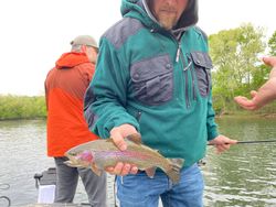 A single rainbow trout caught while fishing in Missouri