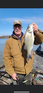 Striped bass caught fishing in Branson