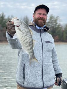 Striped bass caught while fishing in Missouri