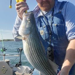 Hooked Striped Bass In Lake Texoma 