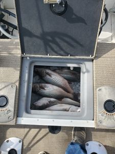 Striped Bass from Lake Texoma