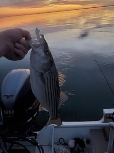 Lake fishing in Oklahoma, Caught a Striped Bass!