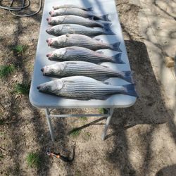 Striper Fishing Delights In Lake Texoma 
