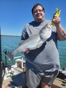 Stunning Striped Bass Found In Lake Texoma 