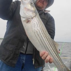 Pro Angler Flexing His Striped Bass 