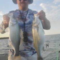Striper Bass Frenzy In Lake Texoma 