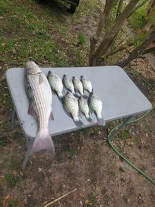 Striper Bass Fishing Haul 