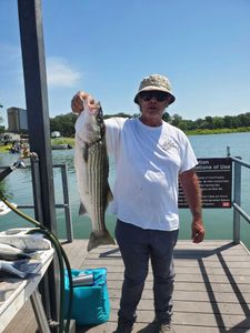 Reeling in Majestic Striper Bass at Texoma!