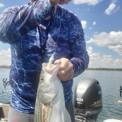 Lake Texoma Delights: Striped Bass 