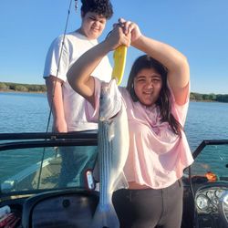 A photo of a 27-inch Yellow Bass caught while fishing in Mead