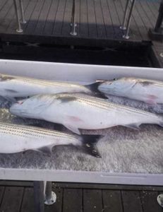 Three fish caught while fishing in OK