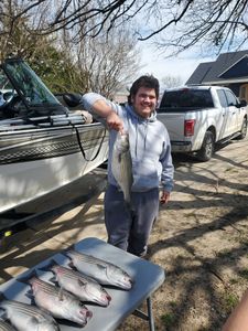 Three striped bass caught while fishing in OK