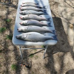 Five striped bass caught fishing in OK