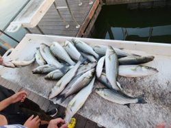 Four striped bass caught while fishing in Mead