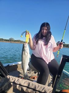 Striped Bass, 24-inch fish caught while fishing in Mead