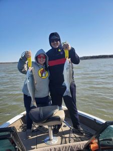 Two striped bass, 21 inches long, caught while fishing in OK