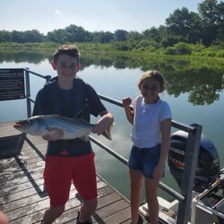 A striped bass caught while fishing in OK