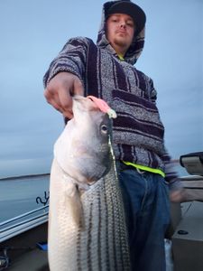 Striped bass caught in OK