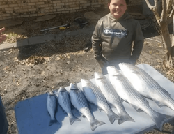 Two striped bass caught while fishing in Mead