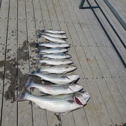 5 striped bass caught fishing in Mead