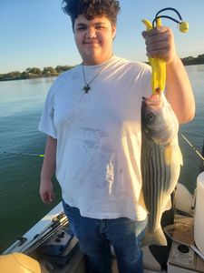 Striped Bass caught while fishing in Mead