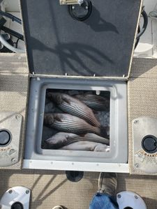 Striped bass fishing in OK