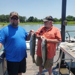 Two striped bass, 16 inches long, caught while fishing in OK