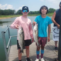 Two striped bass caught while fishing in OK